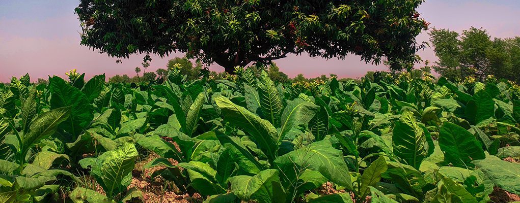Kentucky University Establishes Appalachian Tobacco Regulatory Science Team