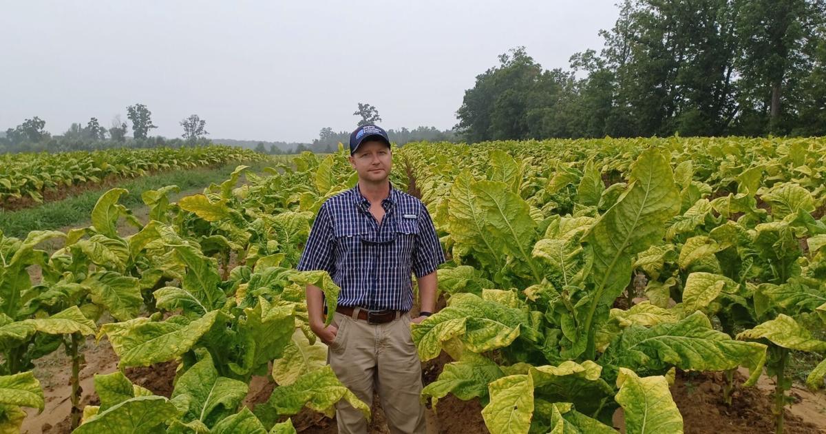 The Decline of the Tobacco Industry in Virginia
