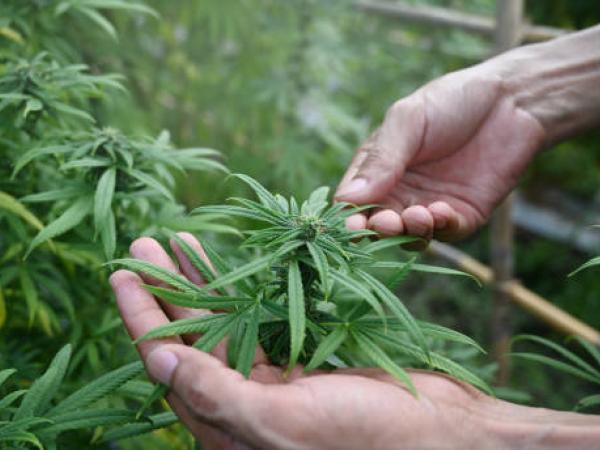 Constitutional Reform in Colombia to Regulate Adult Marijuana Use