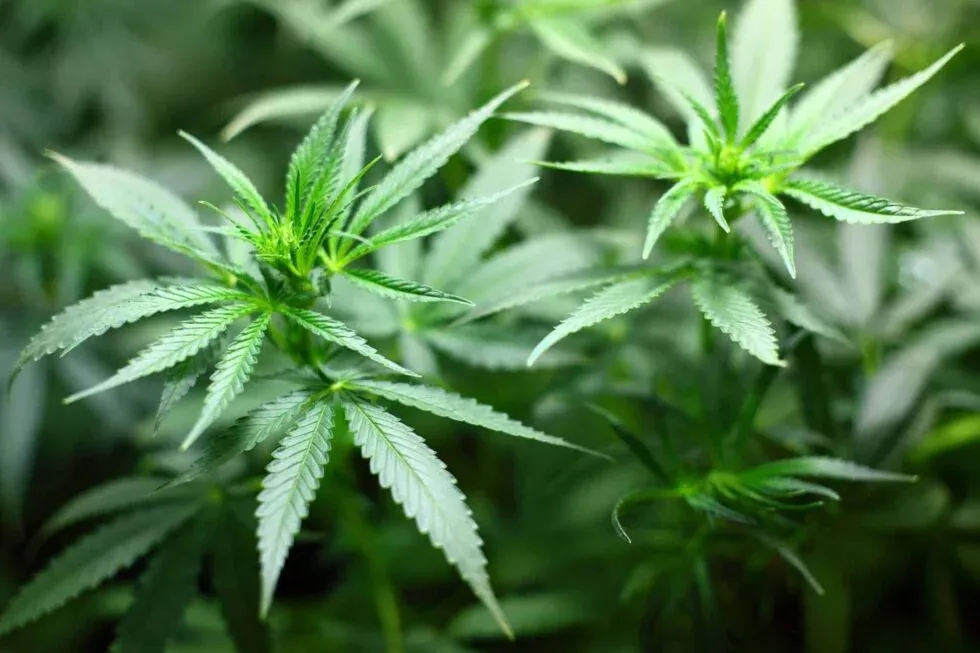 Growing Interest in CBD Among American Consumers