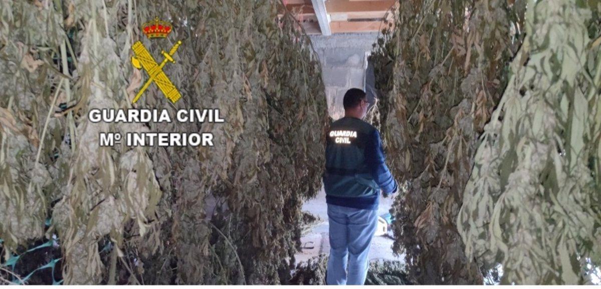La Policía española arresta a dos personas por producción y distribución ilegal de cannabis.
