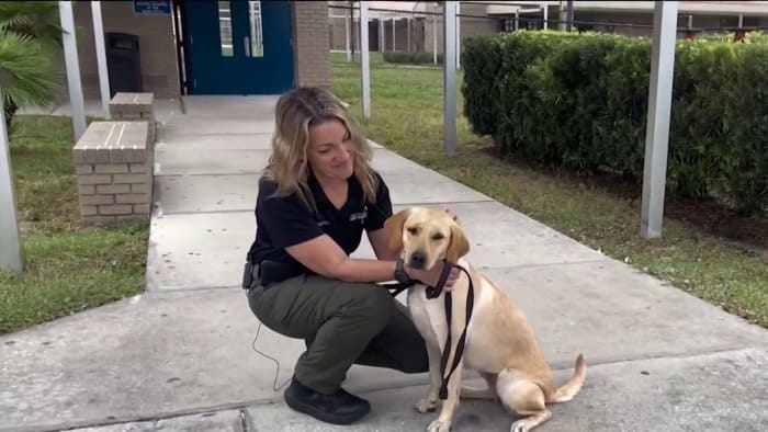美国莱克县教育局考虑资助警犬侦查校园电子烟