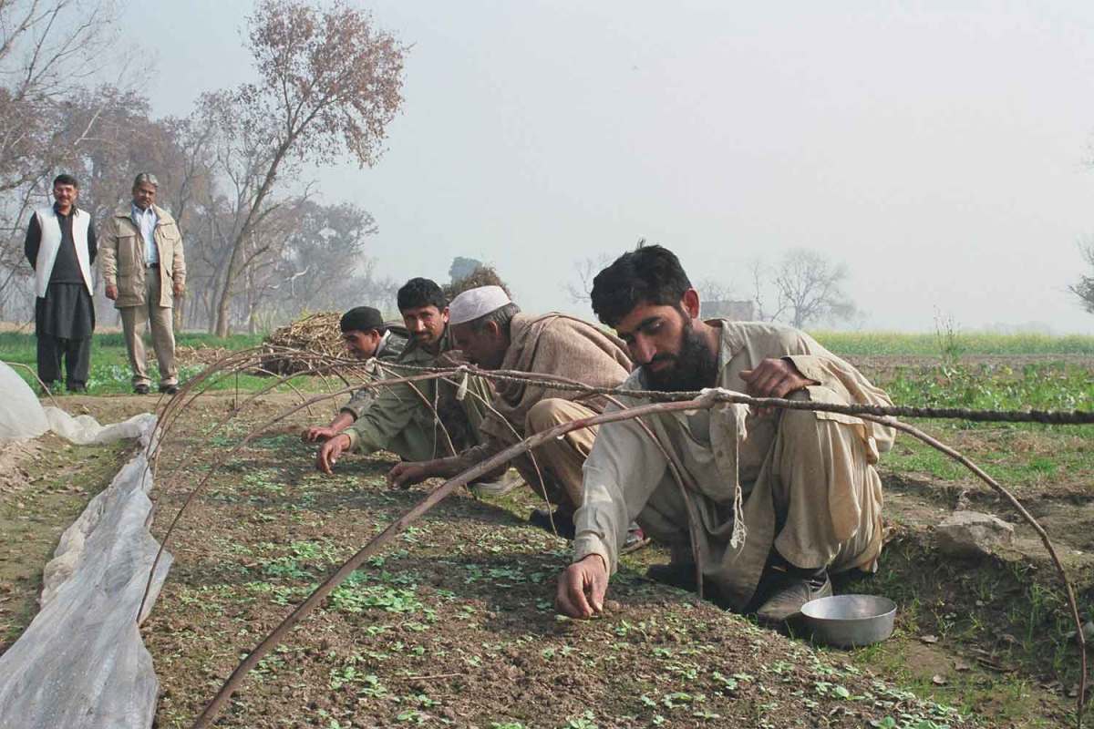 Replacing Tobacco with Food Crops: Pakistan's Path to Food Security