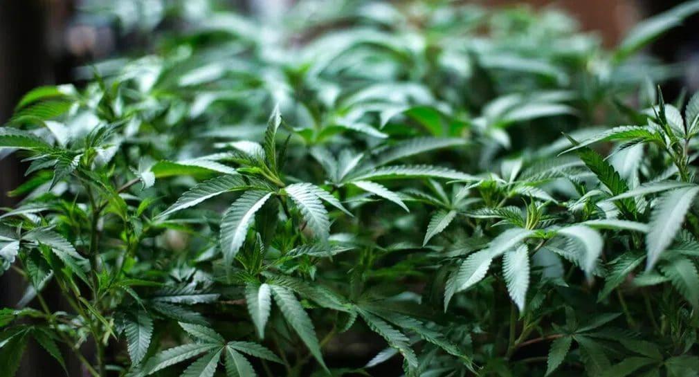 Estudio sobre la adicción al cannabis revela predisposición genética y riesgo de cáncer