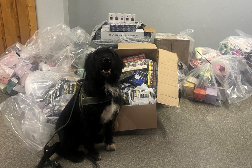 Boo the Sniffer Dog Helps Seize Thousands of Illegal Tobacco
