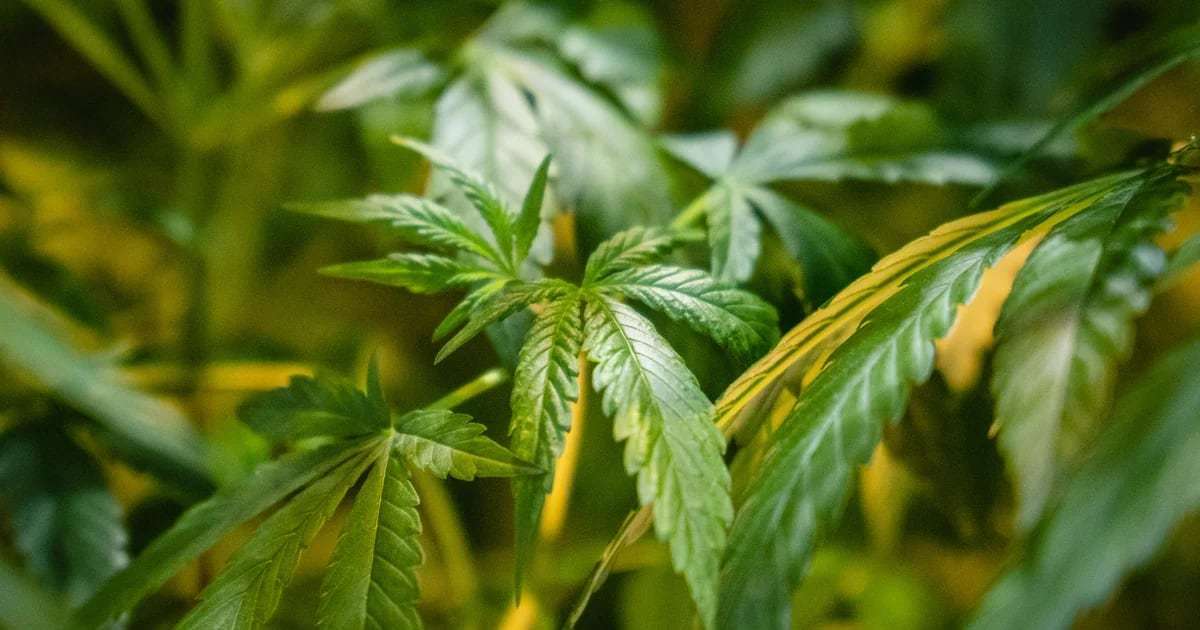 德国政府计划从2024年起放宽对大麻的法律限制