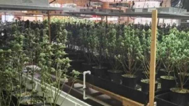 教堂内种植大麻？美国田纳西州一大麻种植者被捕
