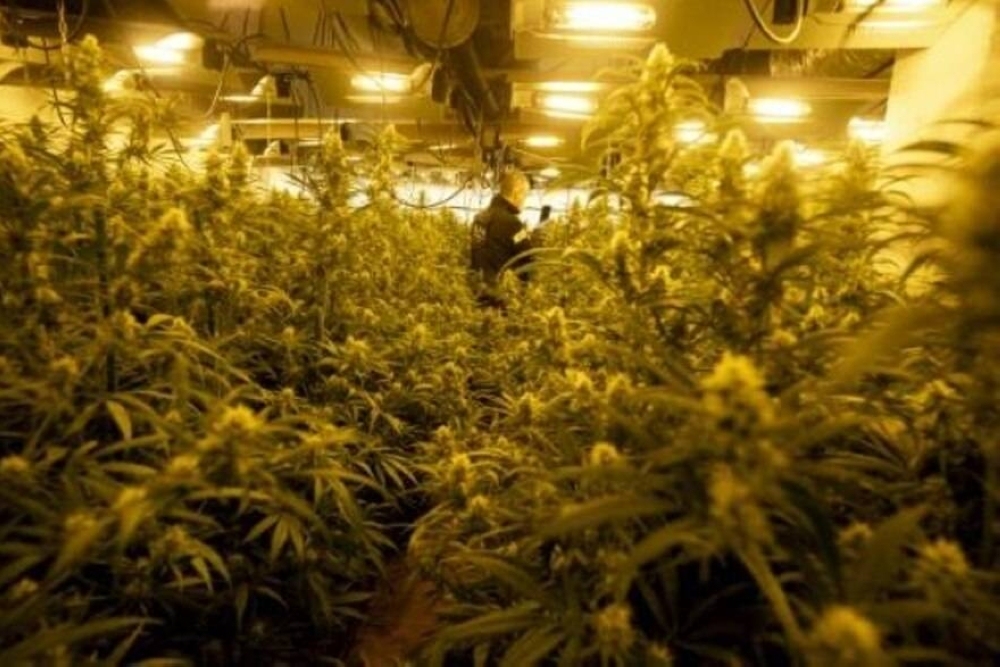 大麻丰收却无处销售 美国合法种植者面临滞销困境