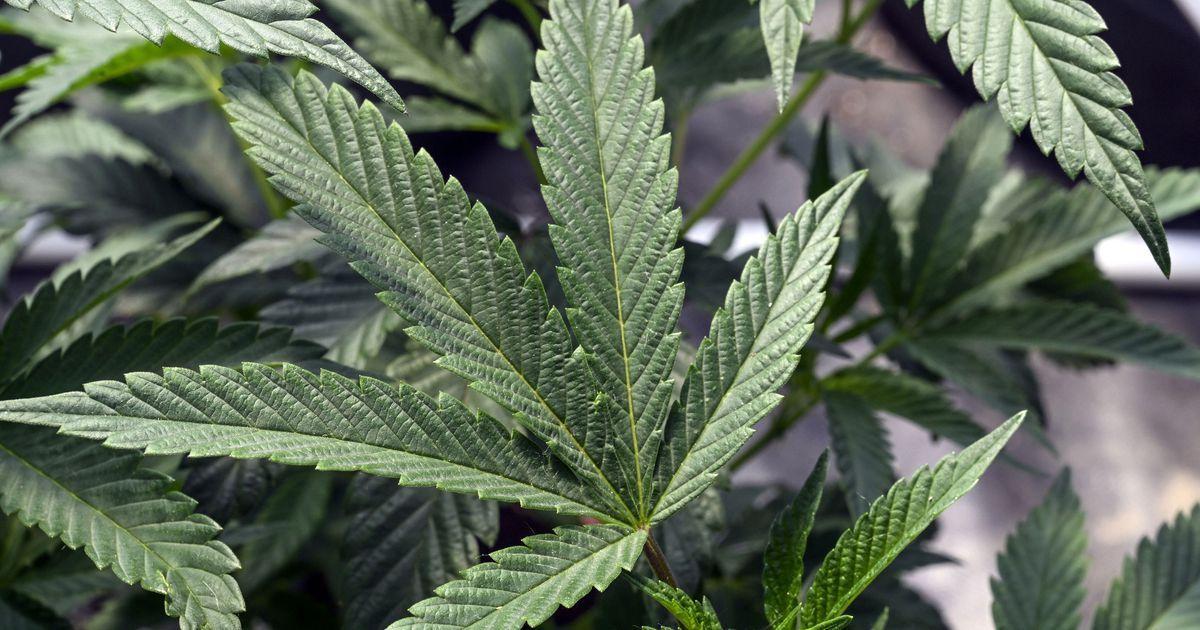 El Concejo Municipal de Fairfield en Ohio aprueba una prohibición de nueve meses a los negocios de marihuana.