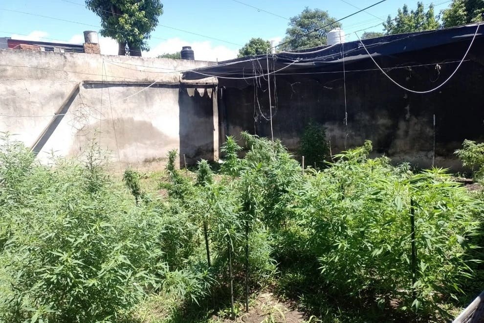 La Policía Argentina secuestra un laboratorio de marihuana y una fábrica de derivados.