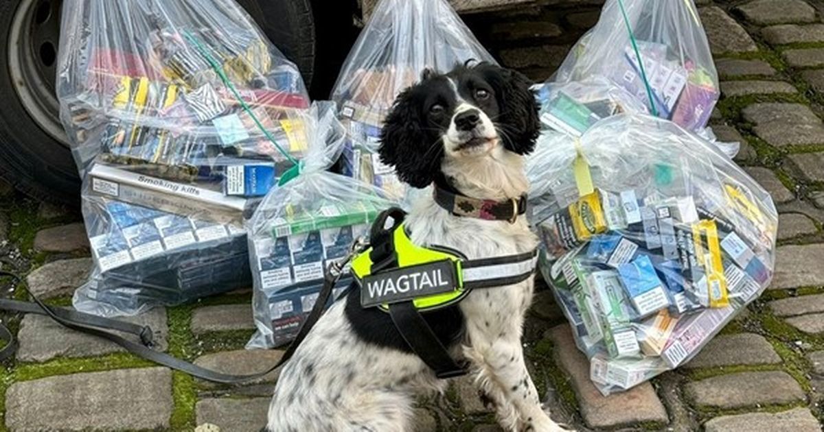 Tiendas de tabaco ilegales son allanadas en Manchester por autoridades del Reino Unido.