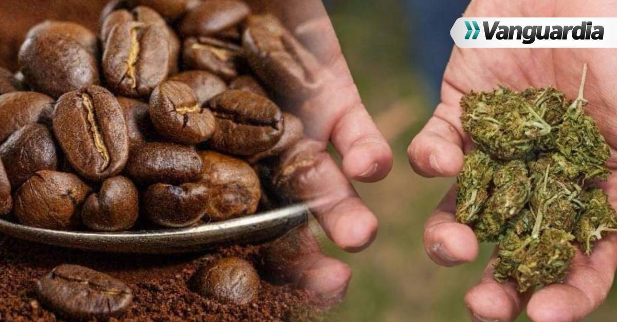 Nuevo Iniciativa Holandesa Permite la Venta Legal de Marihuana