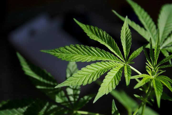 Legalization of Marijuana Gains Widespread Support in United States