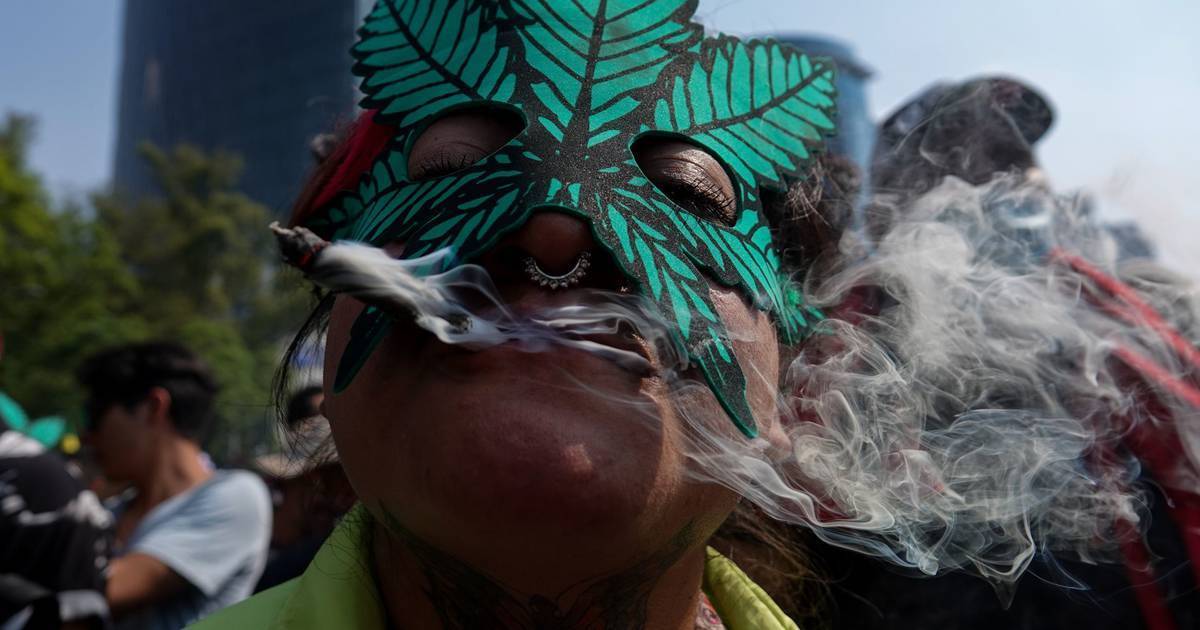 墨西哥参议院主席：2024年2月将启动娱乐性大麻法案讨论