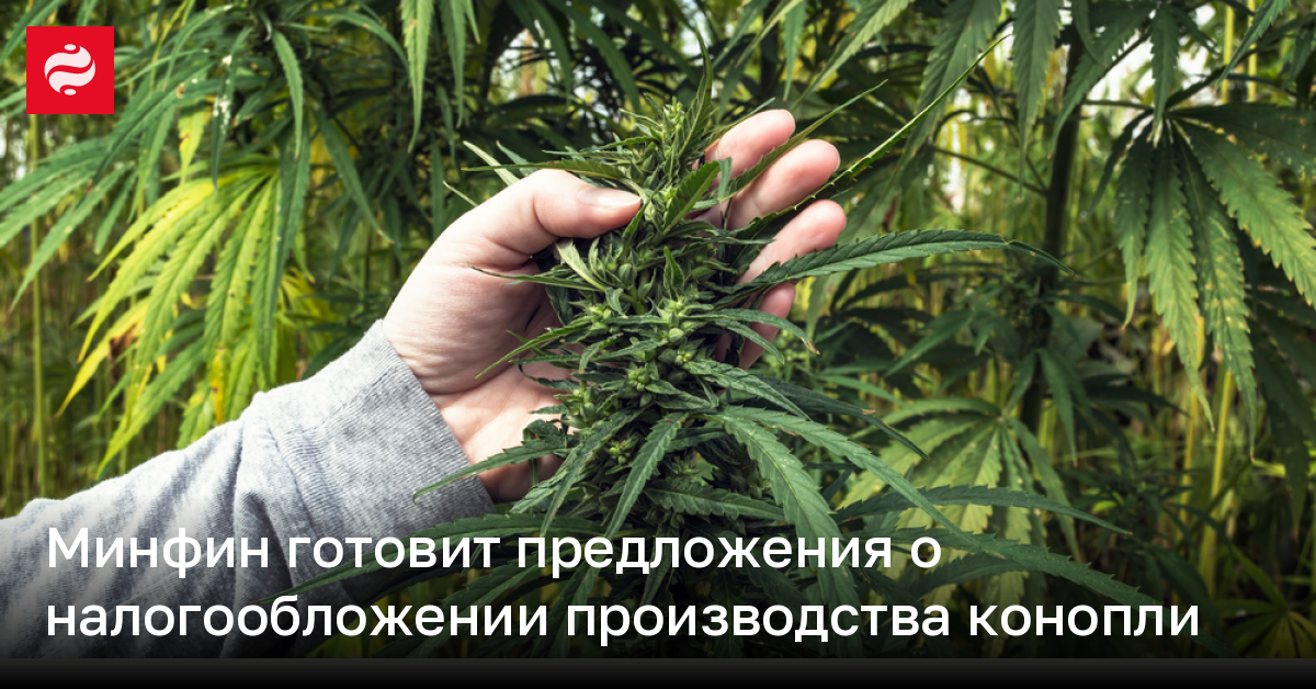 Ucrania considera gravar la producción de cannabis como solución presupuestaria.