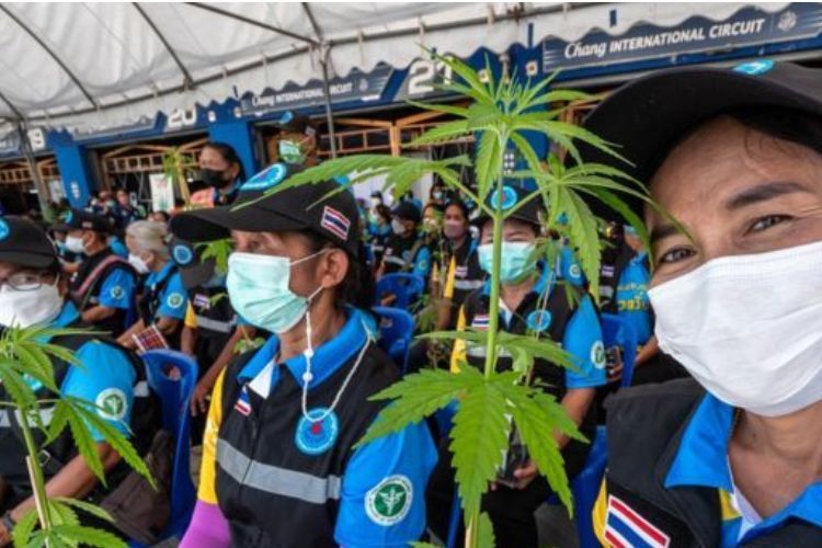 Thailand Reverses Marijuana Legalization Amidst New Government