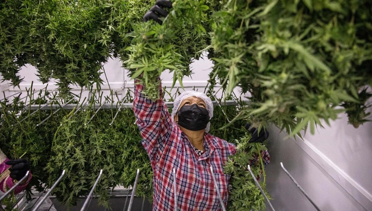 Thailand Introduces New Law Prohibiting Recreational Use of Marijuana