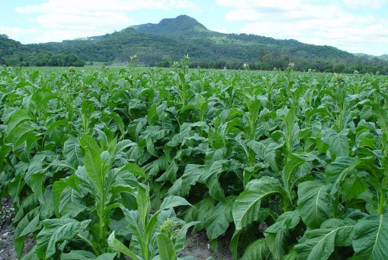 南美洲烟农与烟草公司谈判陷僵局 未满足生产者成本预期