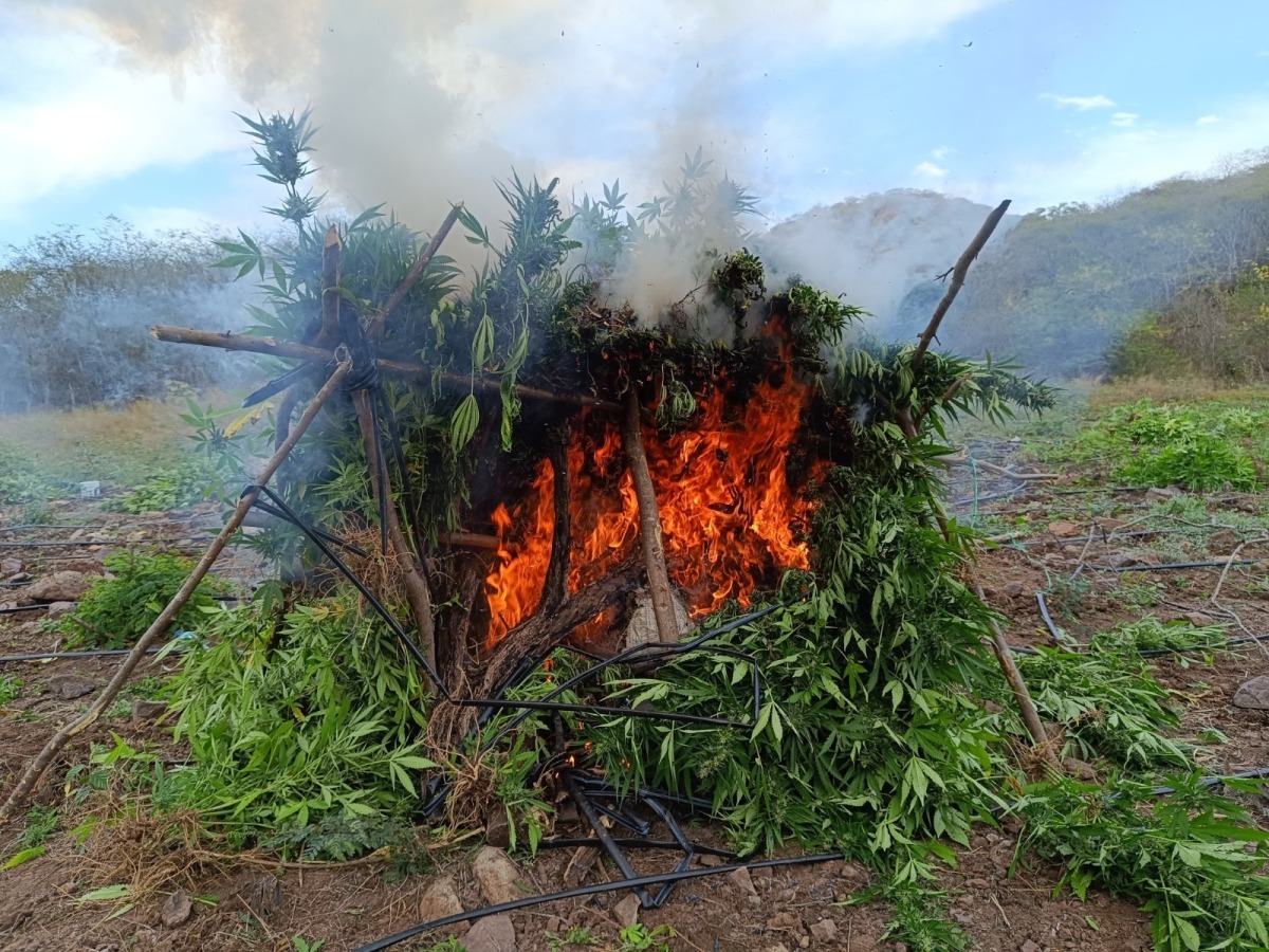 墨西哥米却肯州查获并摧毁2.19万大麻植株