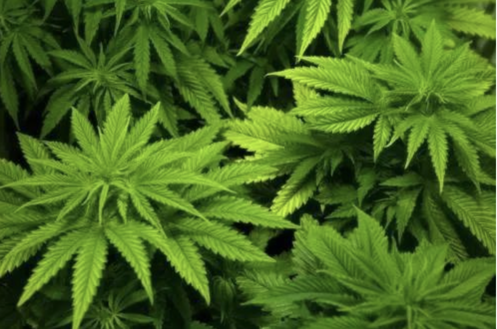 California Marijuana Tax Revenue Reaches $269.3 Million in Q3 2023
