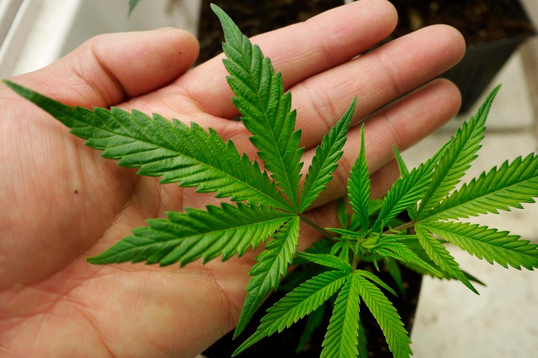 Record-breaking Marijuana Sales Propel Growth in Michigan and Rhode Island