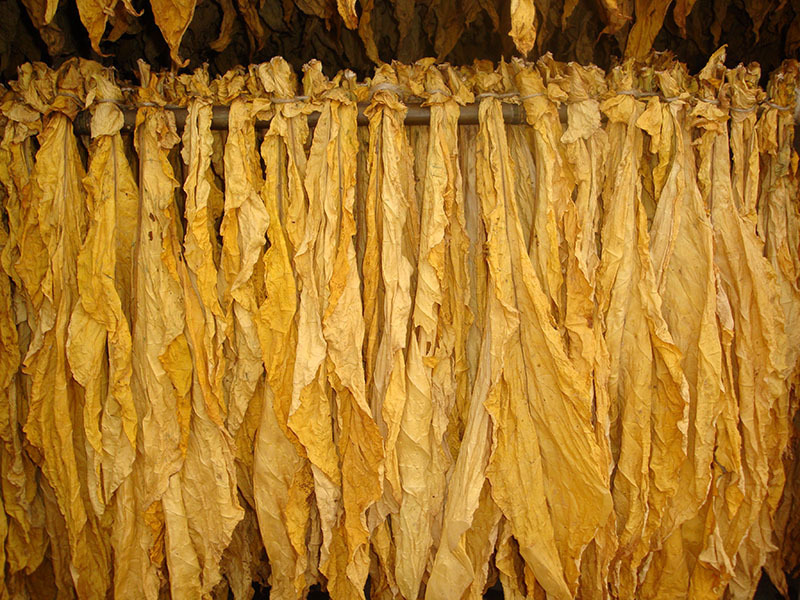 China's Tobacco Exports Surge in 2023, Showing Impressive Growth
