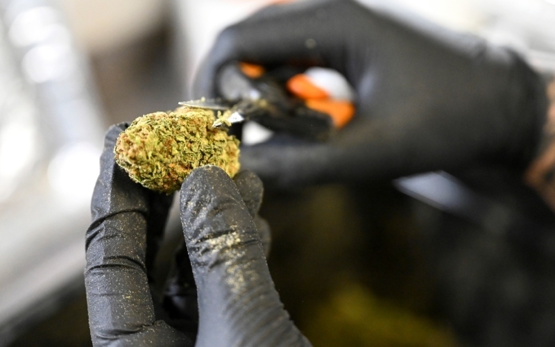 Reforming Federal Marijuana Regulations: Democrats Push for Change