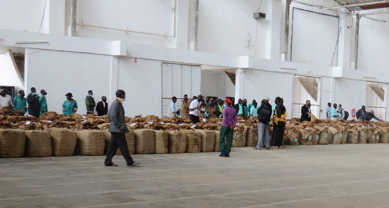 Malawi Persists in Tobacco Cultivation Despite Anti-Smoking Protests