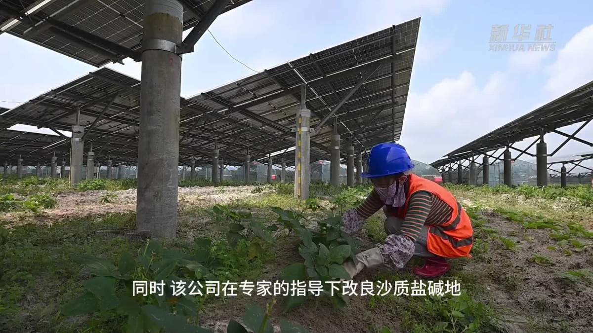 琼海市法院审理首起“上头电子烟”案 被告人判刑三年二个月