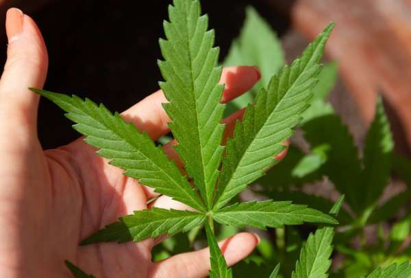 Caribbean Nations Discuss Marijuana Legalization at Saint Lucia Conference