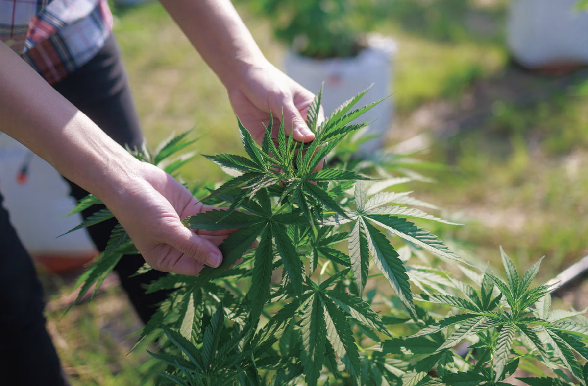 全球娱乐大麻合法化浪潮涌现，还有哪些国家参与其中？