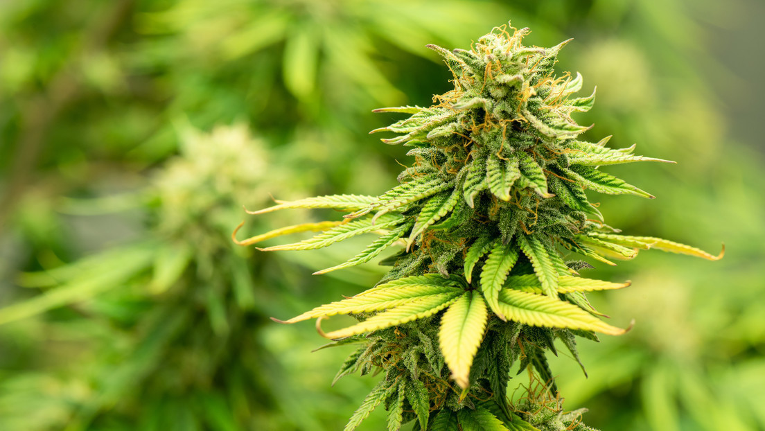 French Police Uncover 70 Kg of Marijuana in Mayor's Home