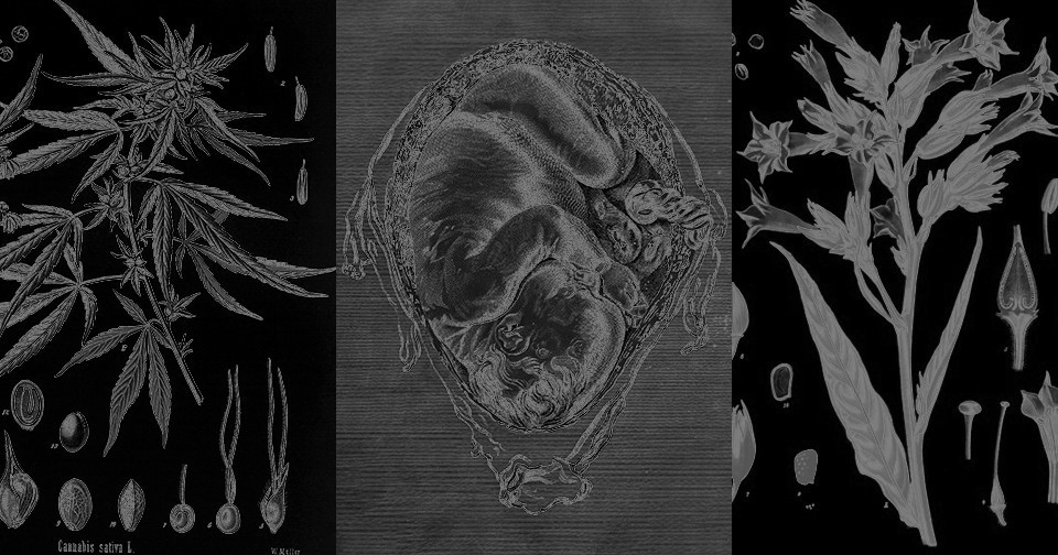 怀孕期间结合使用大麻和烟草 有使胎儿死亡率增加四倍的风险