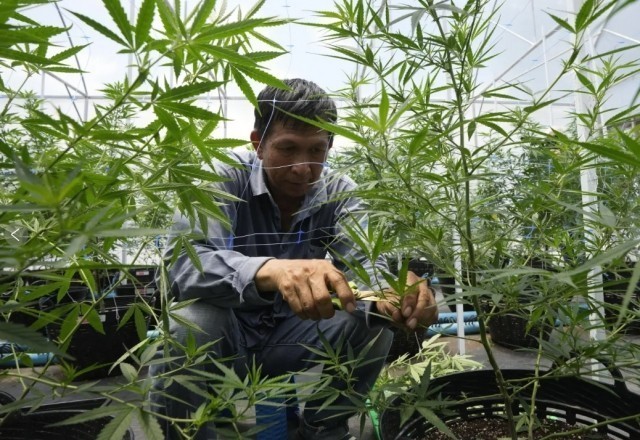 Debate Over Legalization and Regulation of Cannabis in Thailand