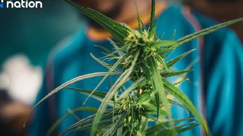 Thailand to Re-categorize Marijuana as Controlled Substance This Year