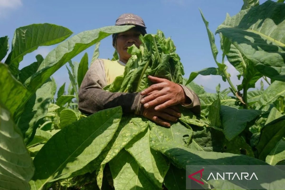 Major Indonesian Tobacco Industry Groups Urge Government to Revise Regulations