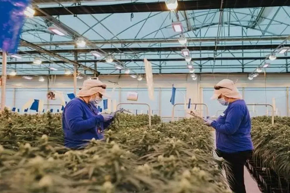 The Controversy Surrounding Legalization of Medical Marijuana in Spain