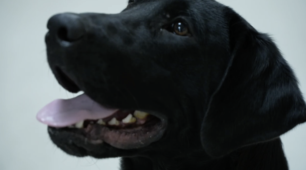 La escuela secundaria Lakeview utiliza al canino K-9 Moose para combatir el vapeo.