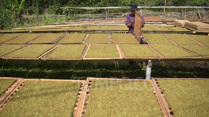 Posibles despidos masivos amenazados por nueva legislación tabacalera en Indonesia.