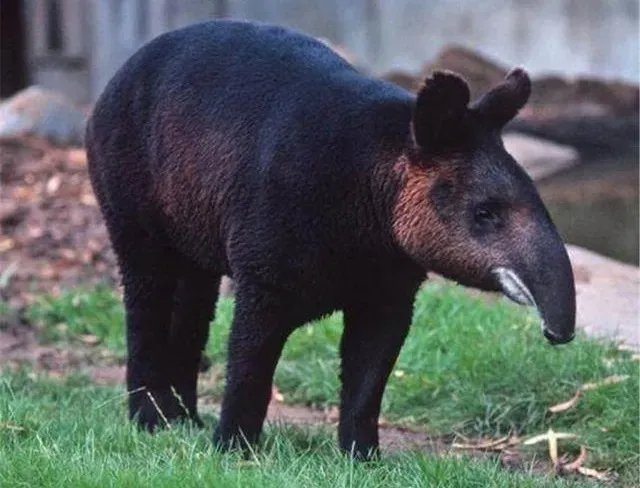 短支烟为何“失宠”?市场瓶颈背后的冷思考