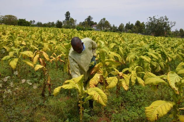British American Tobacco Kenya to Downsize Operations in Nairobi
