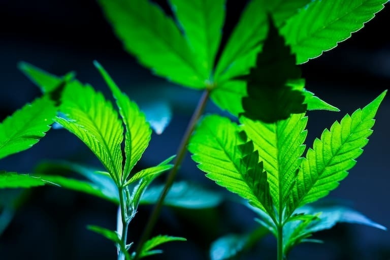 美国大麻零售商起诉思摩尔及分销商涉嫌价格垄断