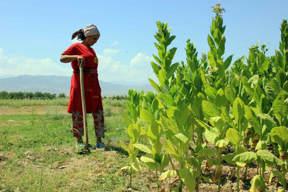 Tobacco Growers Discuss Shared Challenges and Opportunities at ITGA Regional Meeting