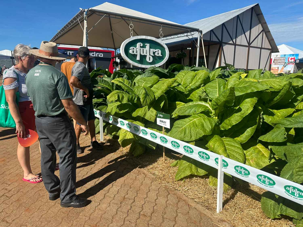 2Firsts Interviews Afubra’s Marcilio Drescher: Can Brazil’s Tobacco Growers Adapt to the NGP Era?