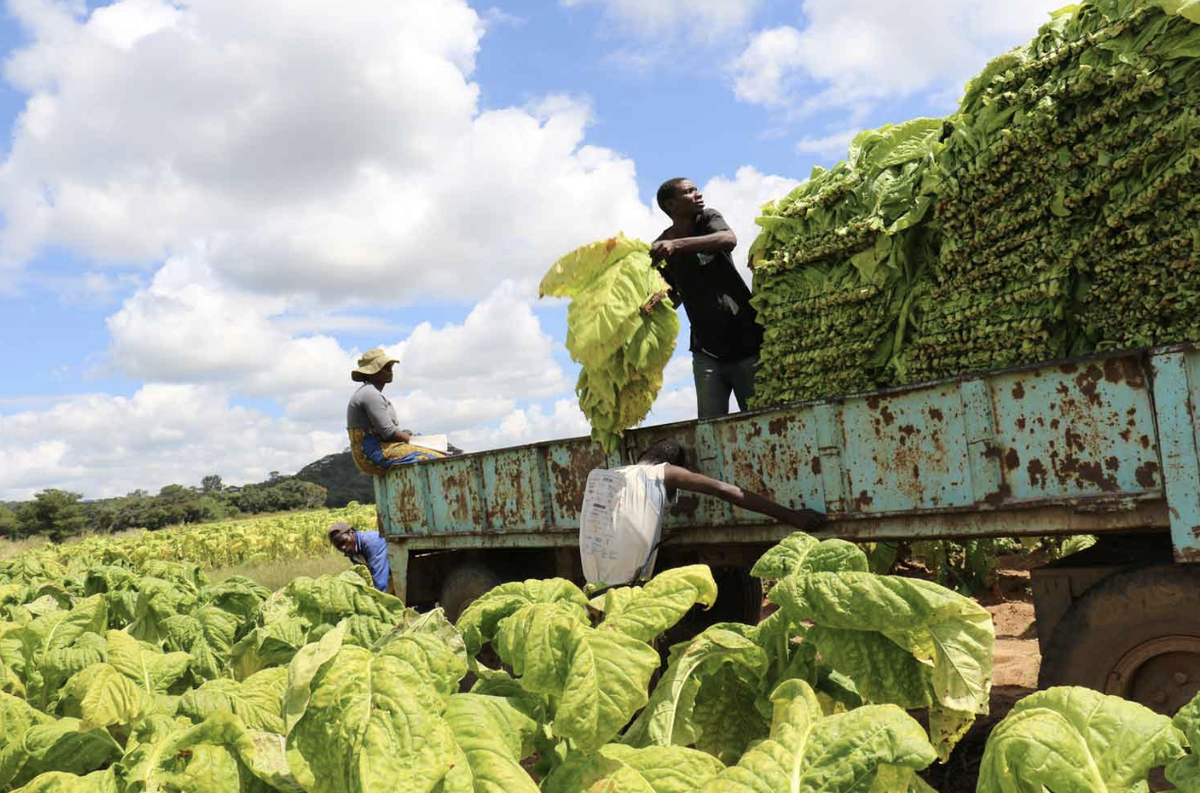 Zimbabwe's 2025 Tobacco Sales Reach 280 Million kg, Near 300 Million Target