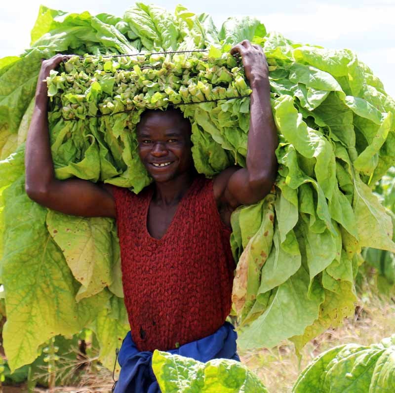 津巴布韦烟草销售创历史新高 产量突破3亿公斤