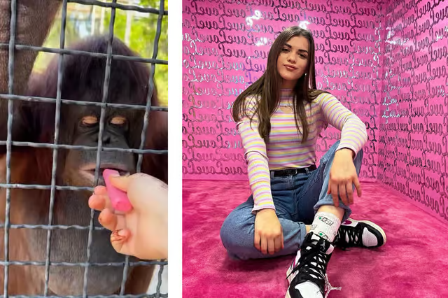 俄格斗选手让猩猩吸电子烟引众怒 动物健康恶化或需手术