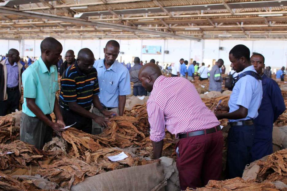 2Firsts Interview | Malawi’s Economic Engine: TAMA Farmers Trust CEO Reflects on the Current Marketing Season and Malawi’s Heavy Tobacco Dependence