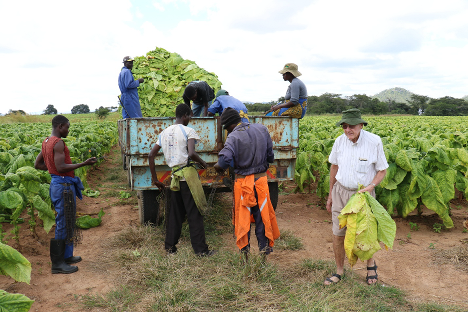 Global Tobacco Oversupply and Climate Risks Highlighted at ITGA Annual Meeting