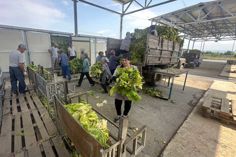 2Firsts现场直击国际烟草种植者大会：产量激增，价格停滞与气候压力引发行业担忧